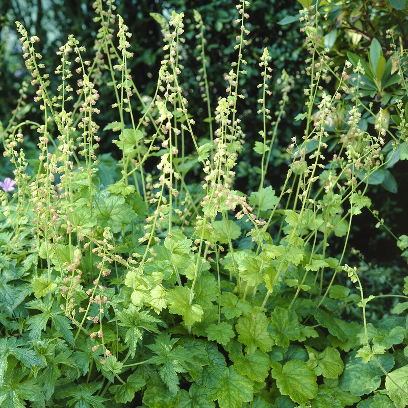 Fransenblume