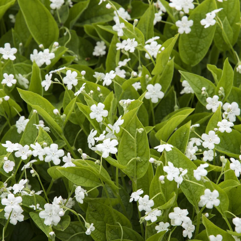 Frühlings-Gedenkemein Alba