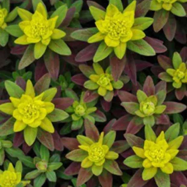 Wolfsmilch Purpurea