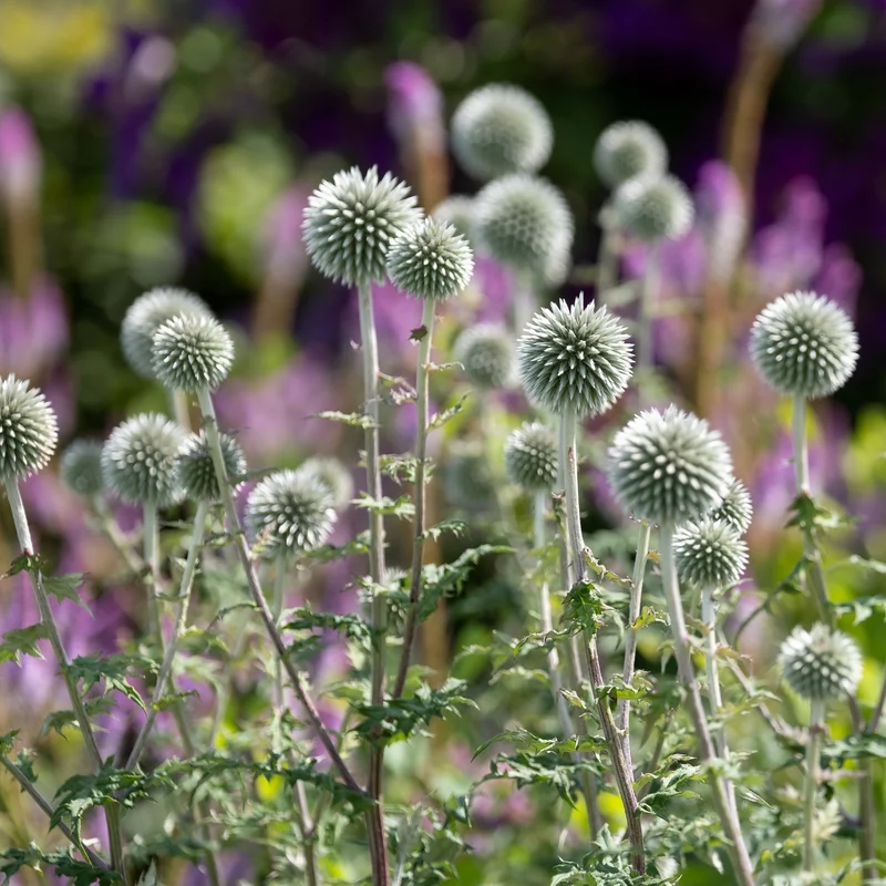 Kugeldistel Star Frost