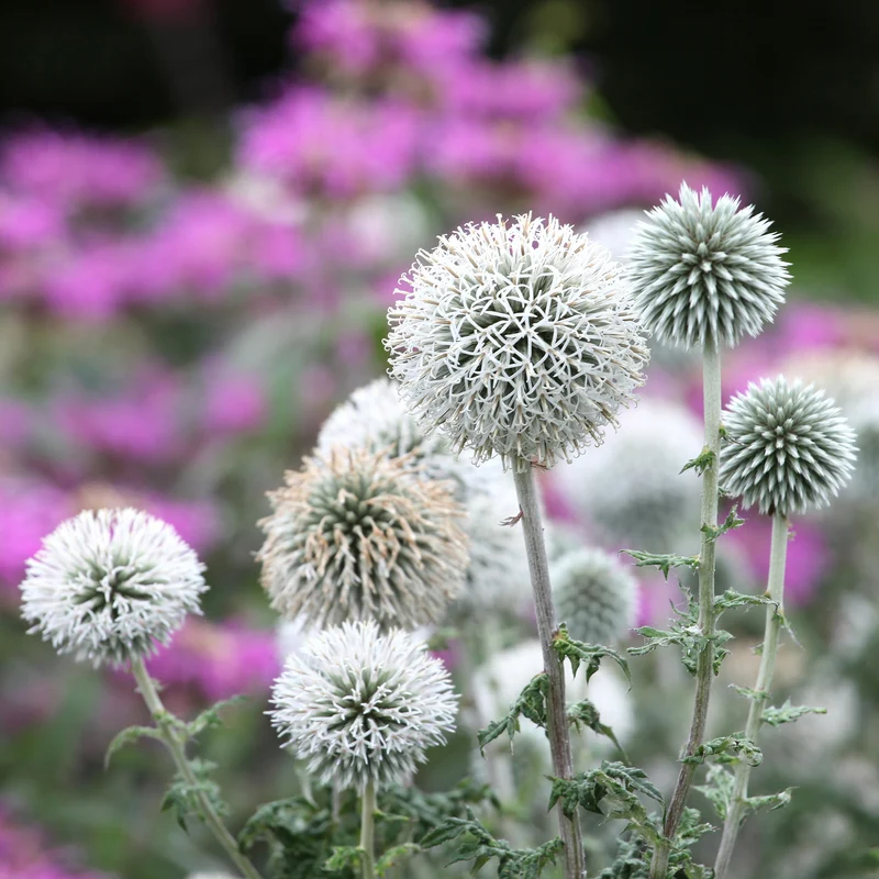 Kugeldistel Star Frost