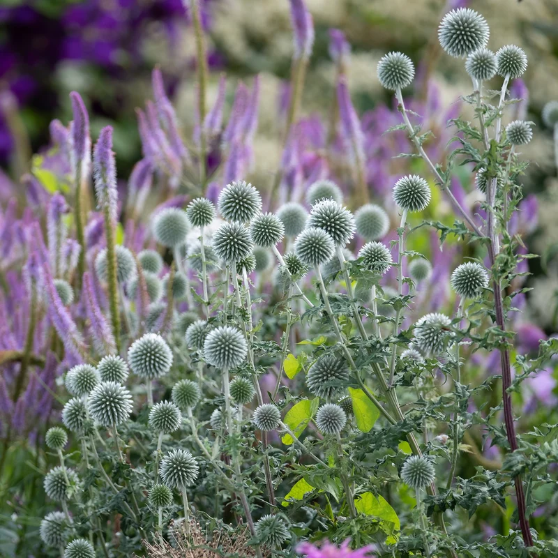 Kugeldistel Star Frost