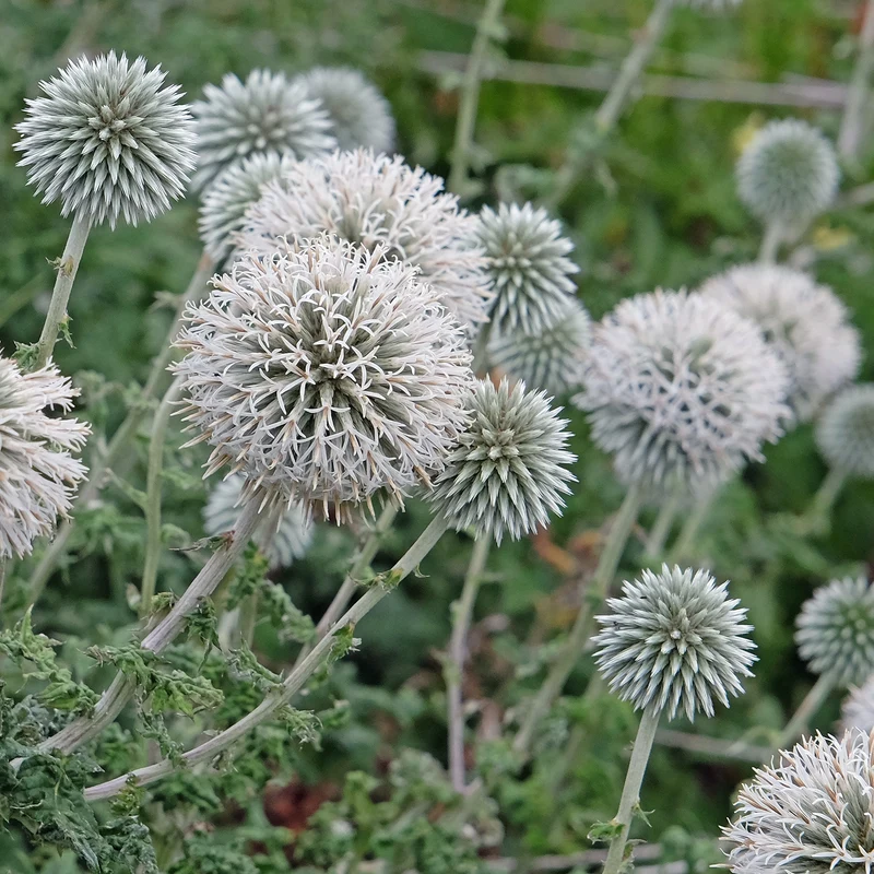 Kugeldistel Star Frost