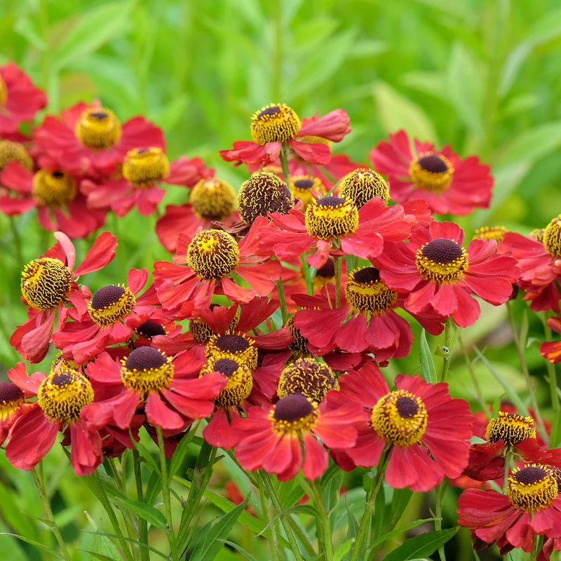 Sonnenbraut 'Red Jewel'