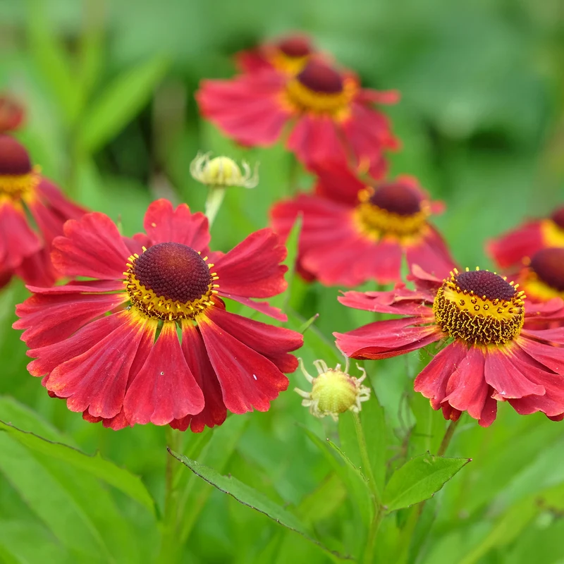 Sonnenbraut 'Red Jewel'