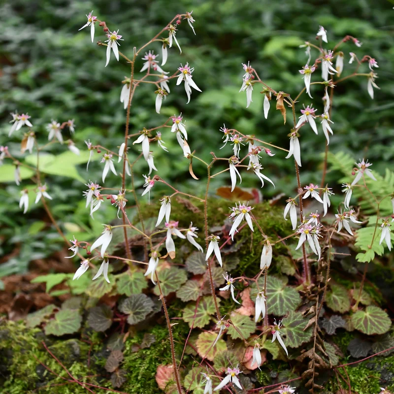 Ausläuferbildender Steinbrech Cuscutiformis