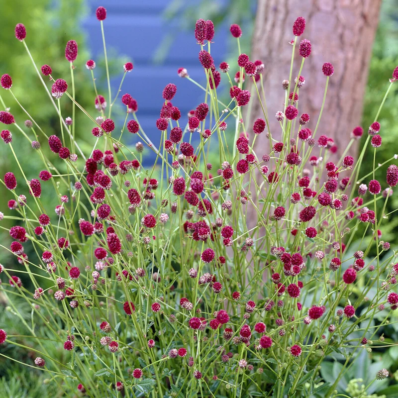 Pimpinelle officinale Tanna