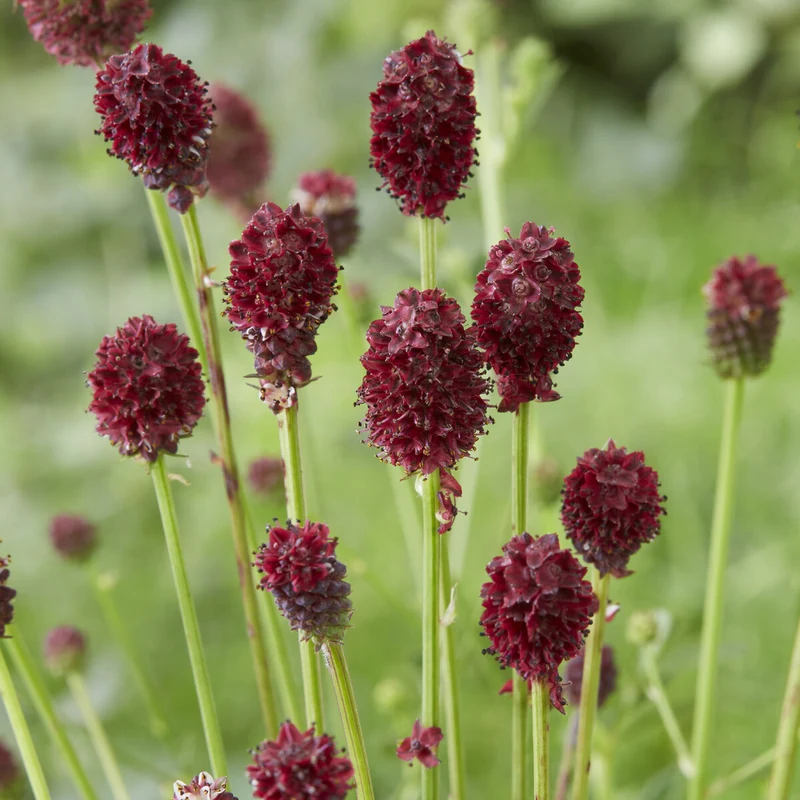 Pimpinelle officinale Tanna