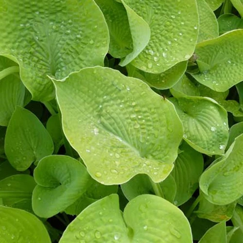 Hosta Zounds Funkia