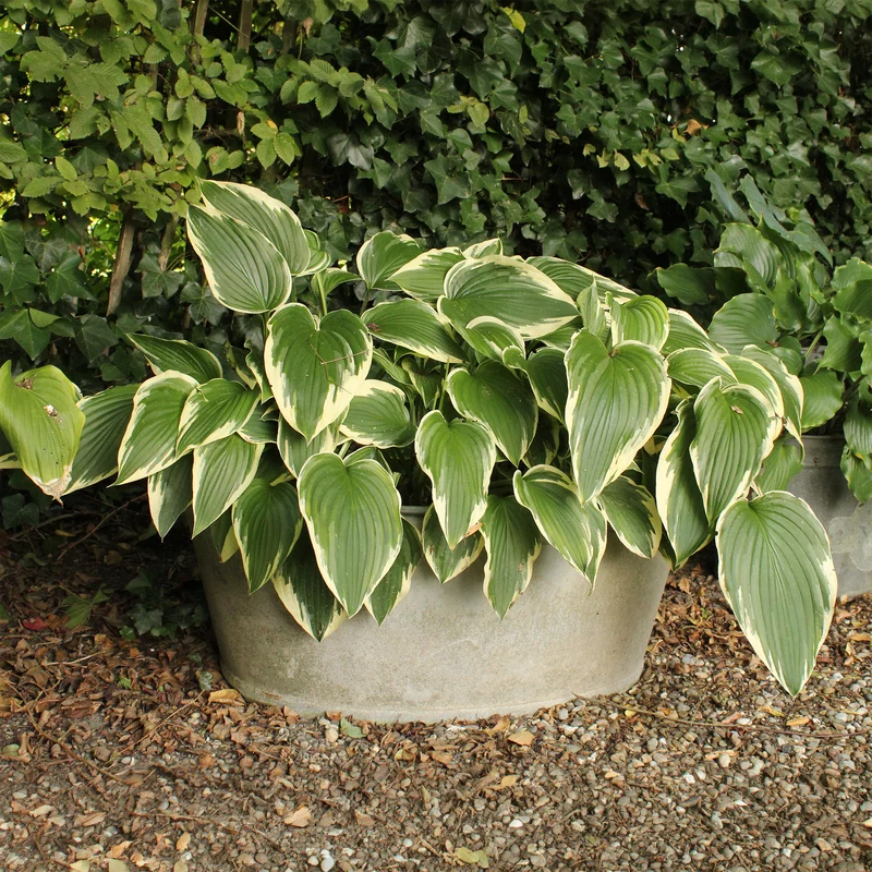 Hosta So Sweet Funkia