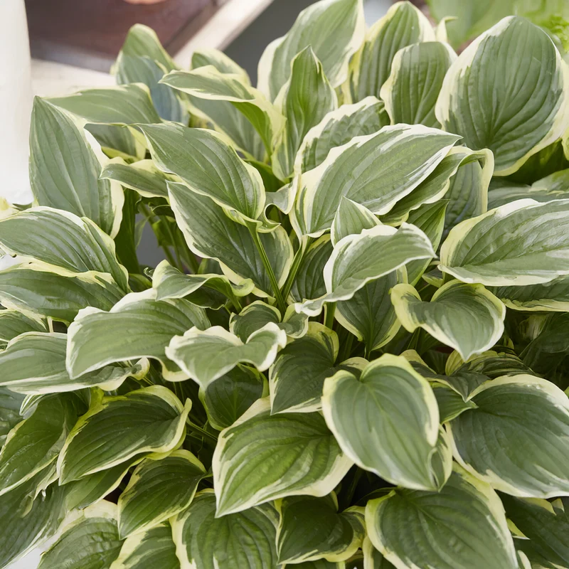 Hosta So Sweet Funkia