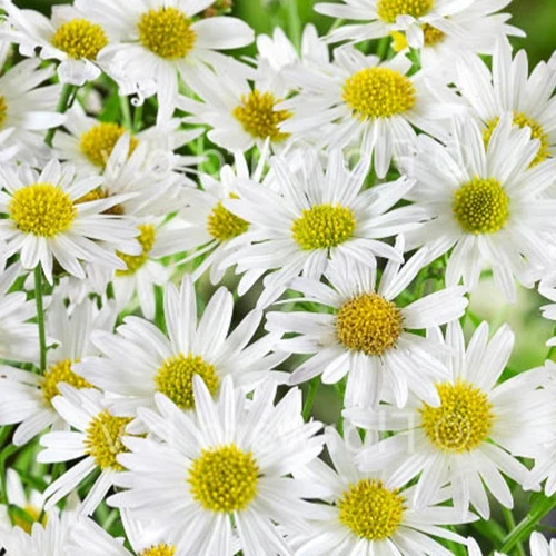 Schönaster 'Alba'