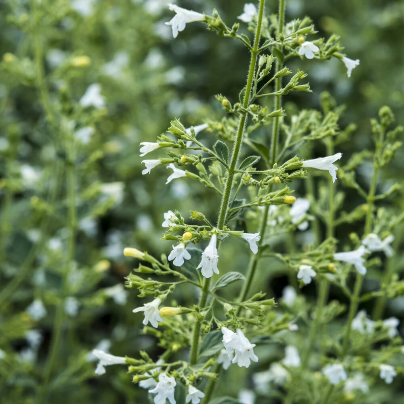 Kleiner Bergminze ‘White Cloud’