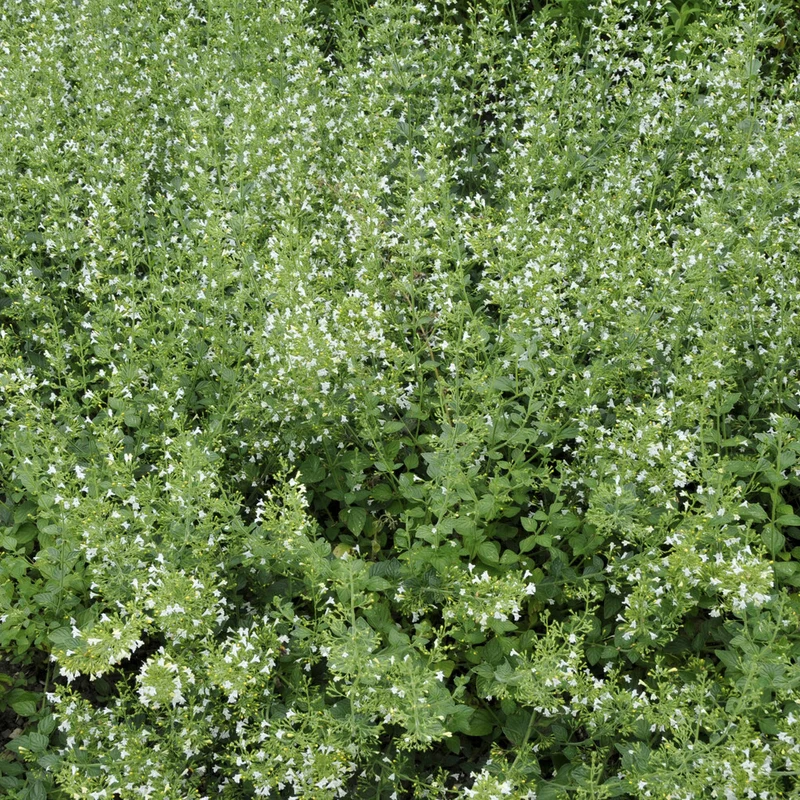 Kleiner Bergminze ‘White Cloud’