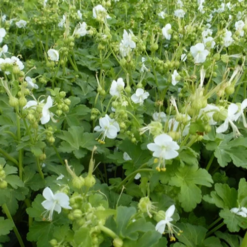 Balkan-Geranium White Ness