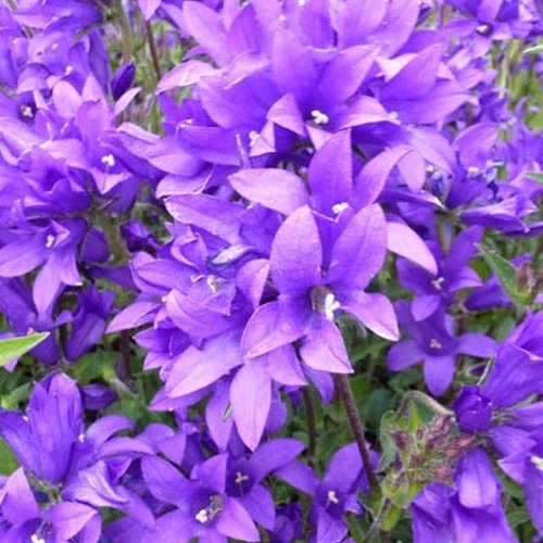 Agglomerierte Glockenblume Joan Elliott