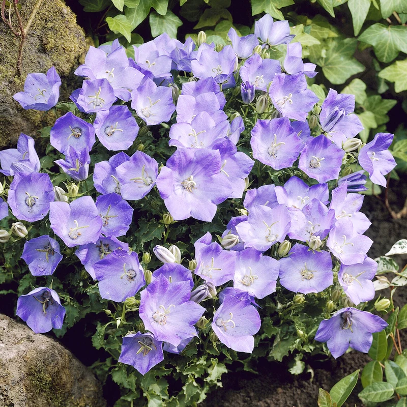 Karpaten-Glockenblume Blaue Clips