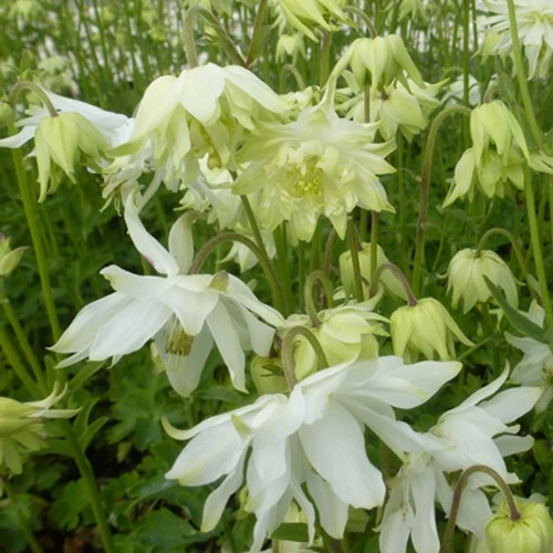 Akelei ‘White Barlow’