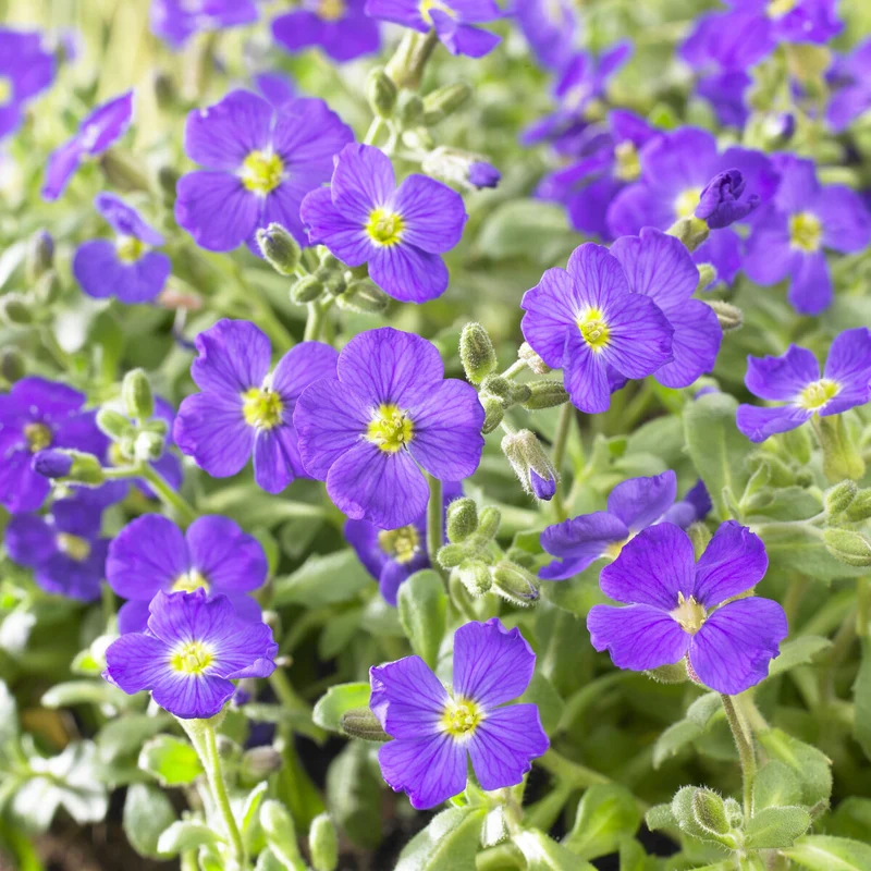 Blaukissen 'Cascade Blue'