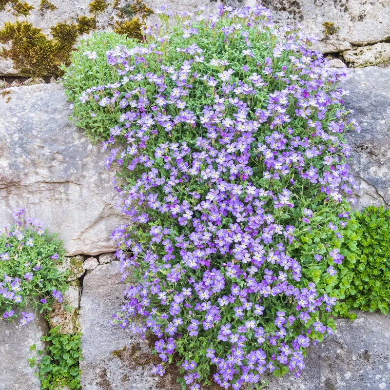 Blaukissen 'Cascade Blue'