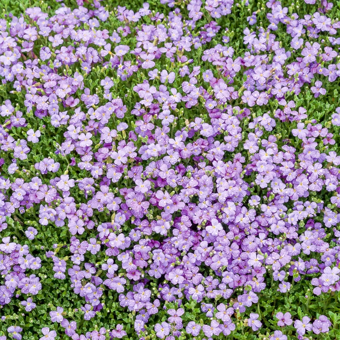 Blaukissen 'Cascade Blue'