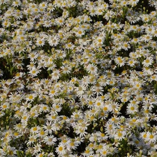 Herbst-Aster ‘Starshine’