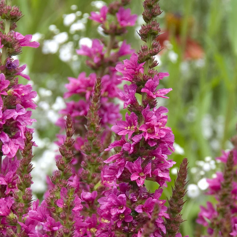 Blutweiderich ‘Robert’