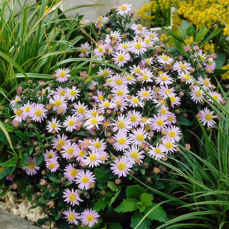 Zwergaster 'Stardust'