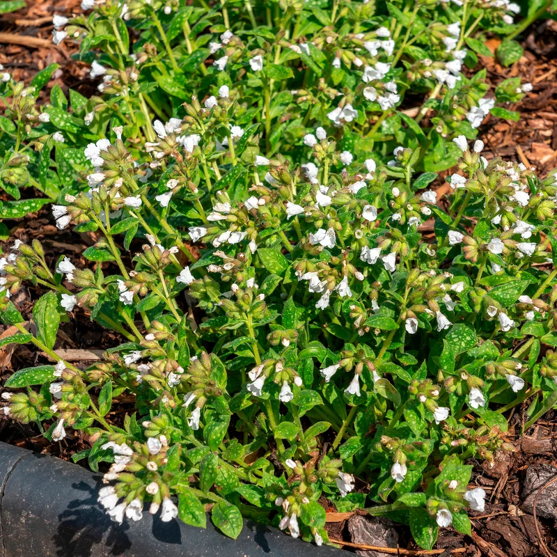 Kleingeflecktes Lungenkraut Sissinghurst White