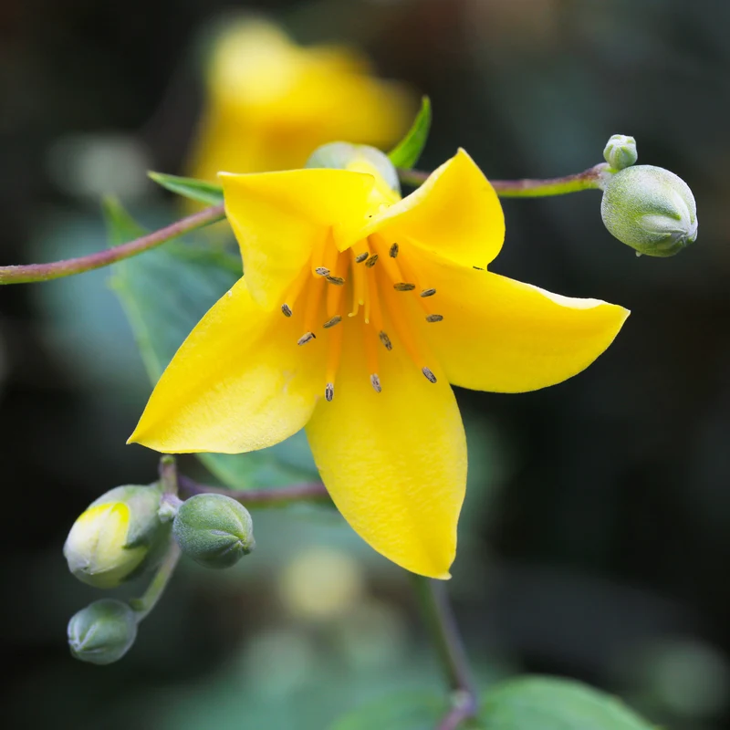 Wachsblume