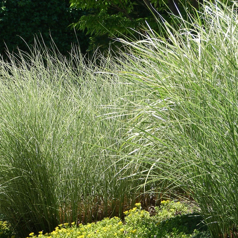Chinaschilf 'Morning Light'