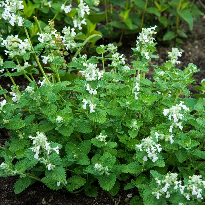 Katzenminze ‘Snowflake’