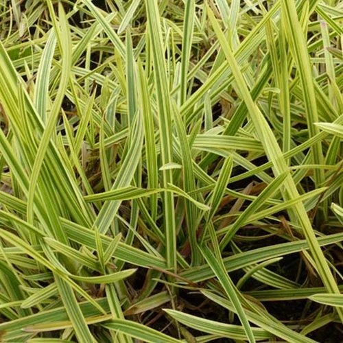 Buntblättriges Süßgras 'Variegata'