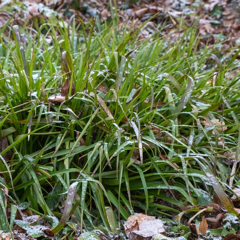 Wald-Hainsimsen
