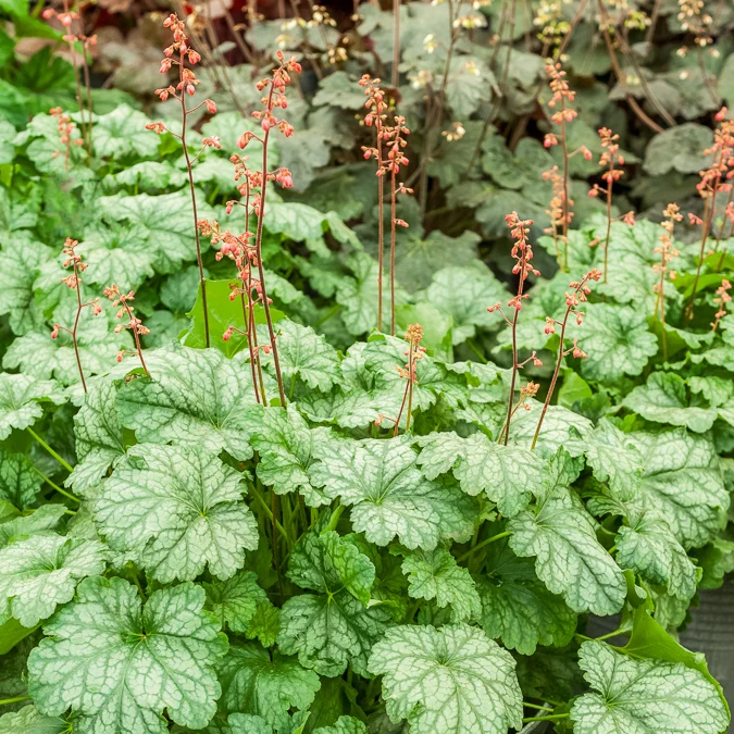 Heuchera Paris