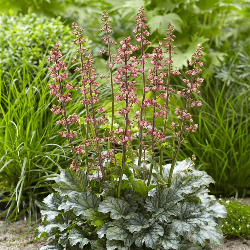 Heuchera Paris