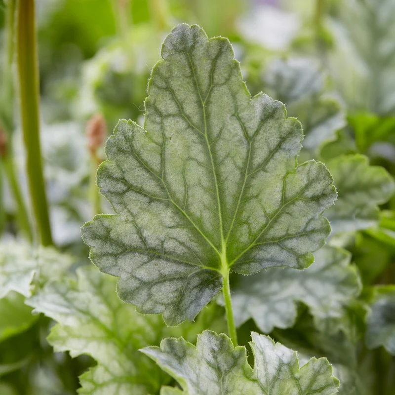 Heuchera Paris