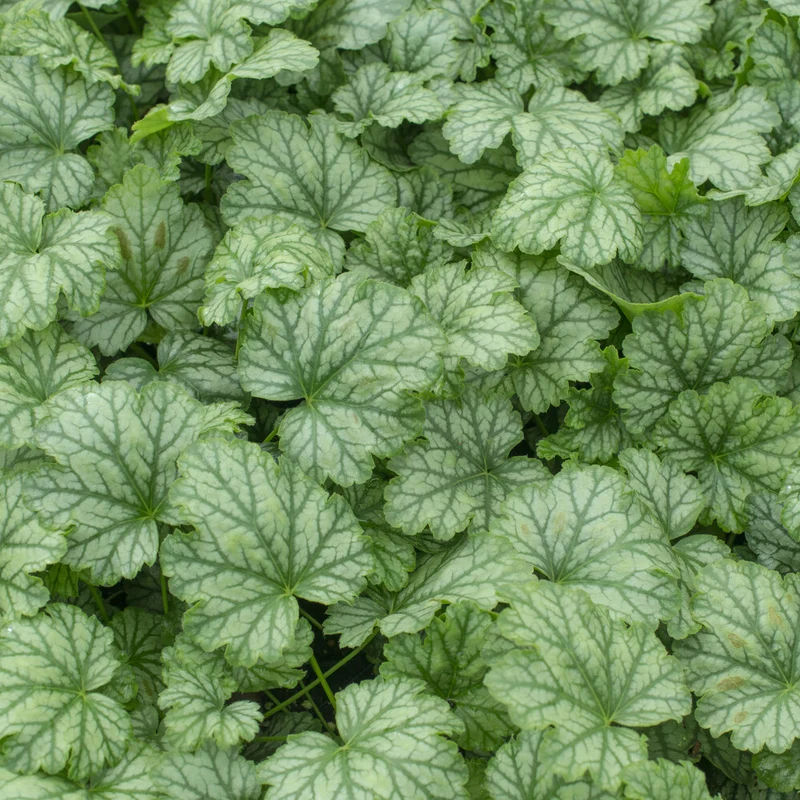 Heuchera Paris