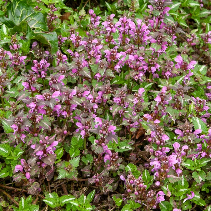 Gefleckte Taubnessel 'Roseum'