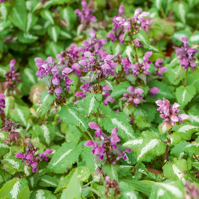 Gefleckte Taubnessel 'Roseum'