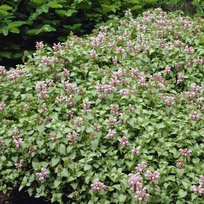 Gefleckte Taubnessel 'Roseum'