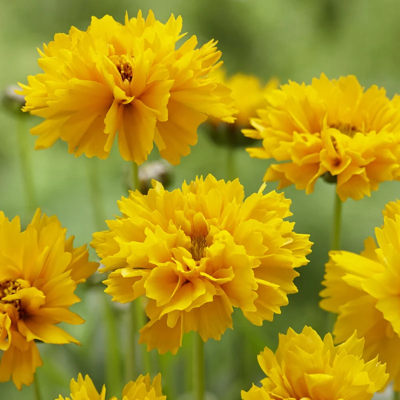 Großblumiges Mädchenauge 'Early Sunrise'