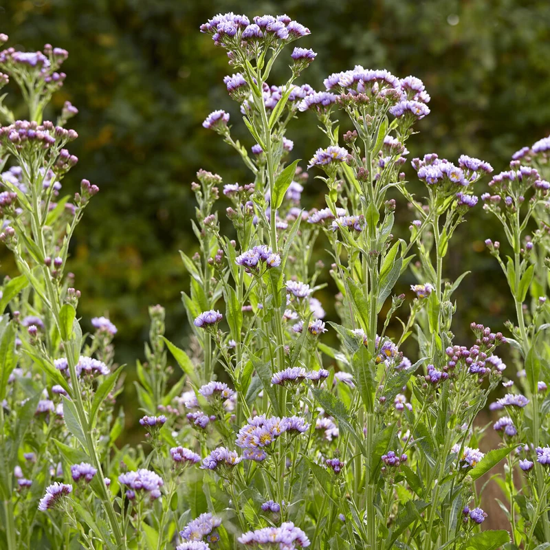 Herbst-Aster 'Jindai'