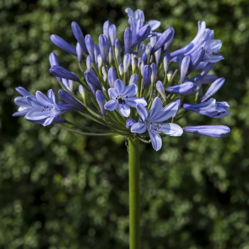 Agapanthus Doctor Brouwer