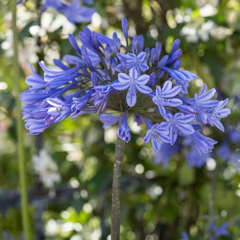 Agapanthus Doctor Brouwer
