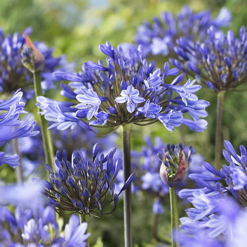Agapanthus Doctor Brouwer