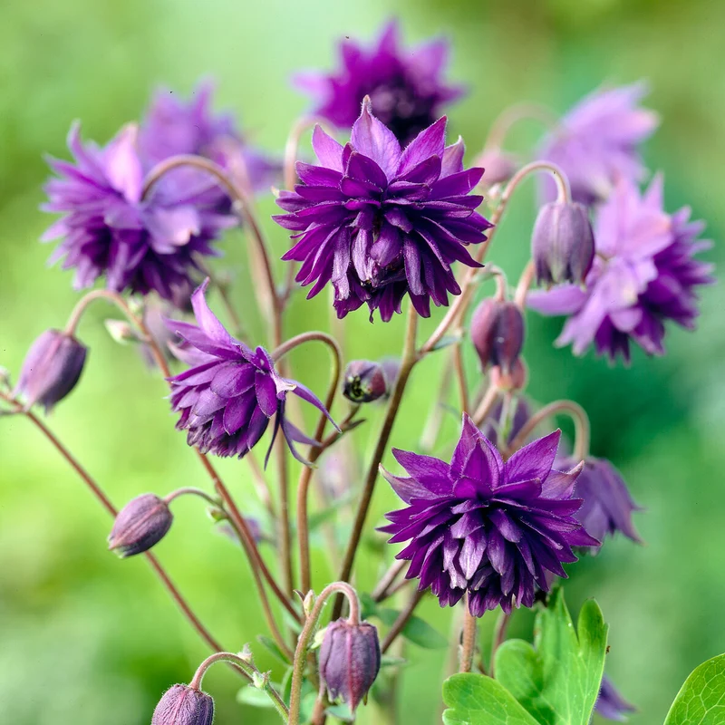 Garten-Akelei 'Blue Barlow'