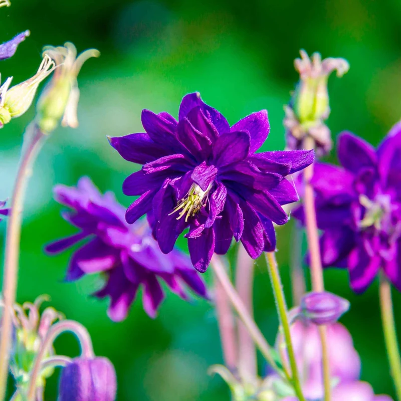 Garten-Akelei 'Blue Barlow'