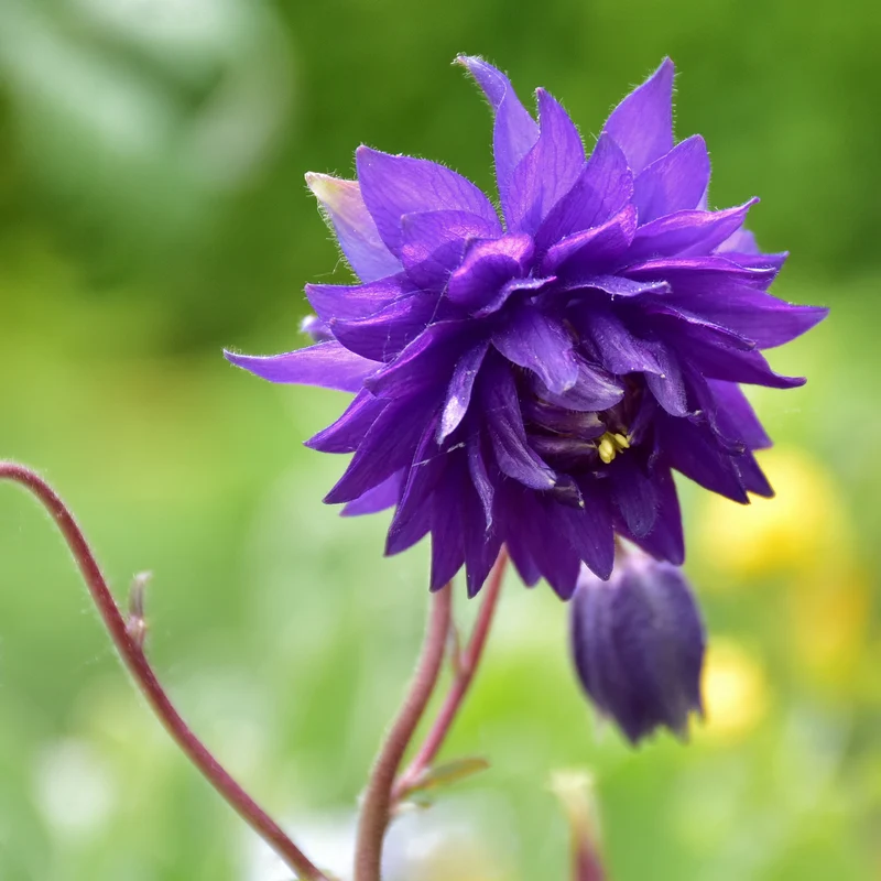Garten-Akelei 'Blue Barlow'