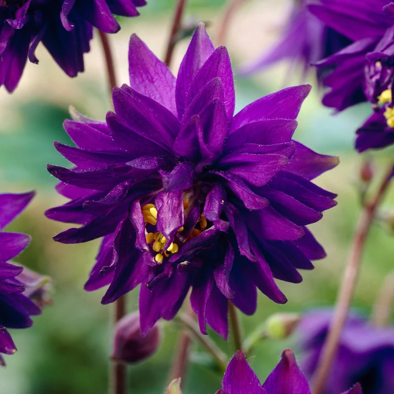 Garten-Akelei 'Blue Barlow'